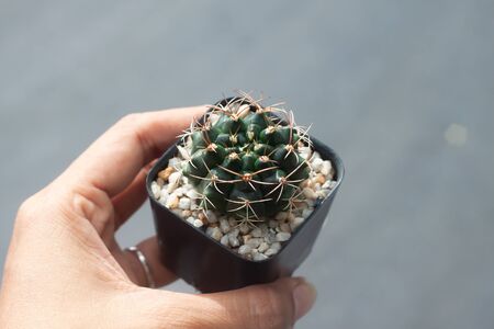 Woman hand holding a pot of Gymnocalicium Cactusの写真素材