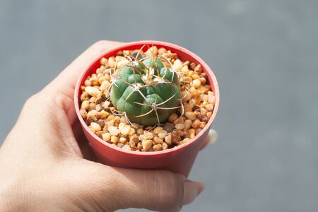 Woman hand holding a pot of Gymnocalicium Cactusの写真素材