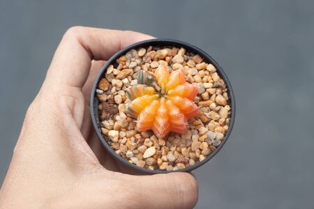 Woman hand holding a pot of Gymnocalicium Cactusの写真素材