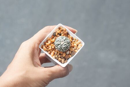 Woman hand holding a pot of Astrophytum Cactusの写真素材
