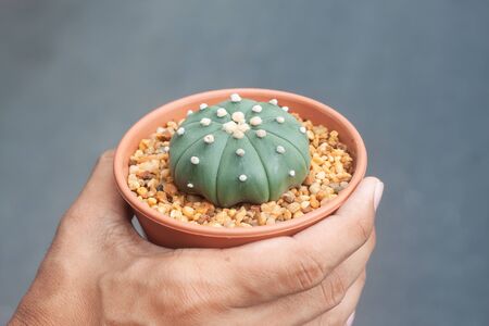 Man hand holding a pot of Astrophytum Cactusの写真素材
