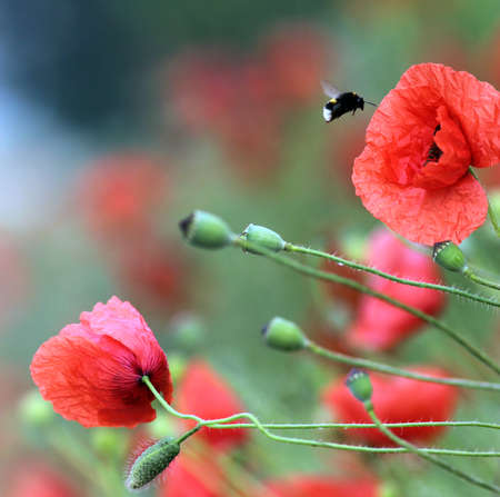 bumblebee flying into a corn rose blossom, close-upの写真素材