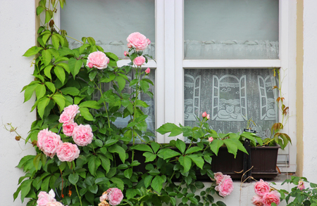 old window with pink climbing roses and pane curtainの写真素材