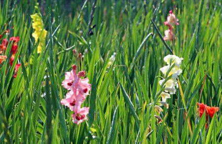 summer flowers, field with multi colored gladioli, back litの写真素材