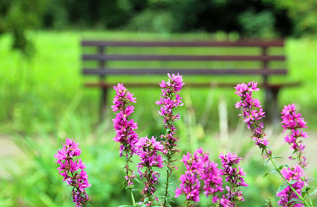 tranquil scene, purple loosestrife in front of a bench in a green parkの写真素材