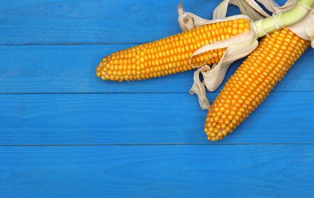 two fresh corn cobs on blue wood planksの写真素材
