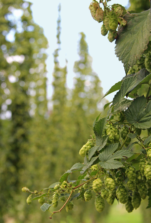 closeup of a hop plant in a hop field