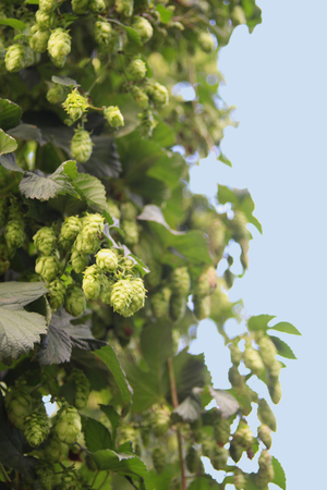green hop plant, closeup