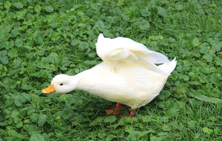 white duck in a meadow stretching and lifting its wingsの写真素材