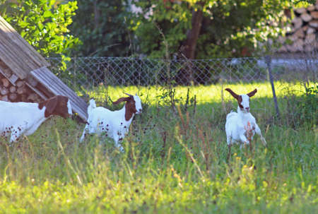 two little goats with its mother on a pasture, one jumping with flying earsの写真素材