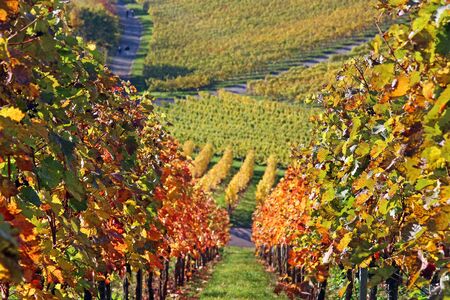sunny, multi colored vineyards on a hill in autumnの写真素材