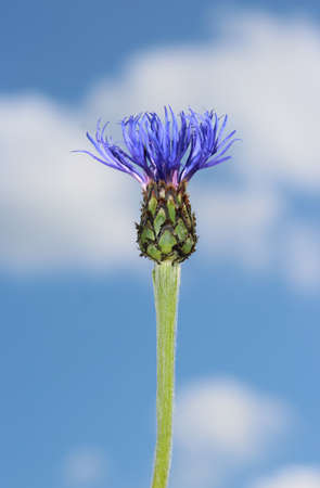 one blue cornflower against cloud-sky, close-upの写真素材