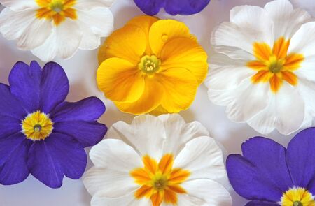multi colored primrose blossoms, close-up, swimming in waterの写真素材