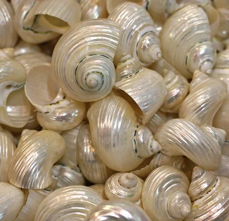 Heap of shiny and bright seashells, close-up, full frame