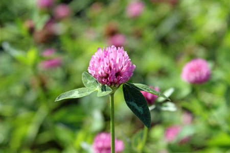 closeup of a red clover blossom in a meadow