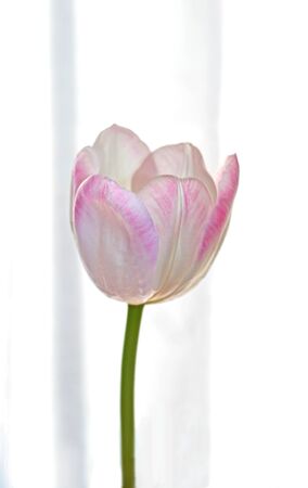 white and pink tulip against bright background, close-upの写真素材