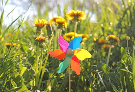 multi colored pinwheel standing on a meadow in front of yellow dandelion blossoms, back litの写真素材