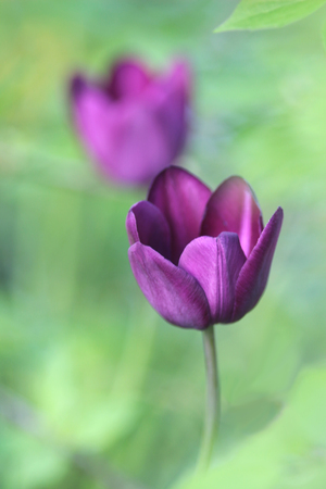 nature background with two purple tulipsの写真素材