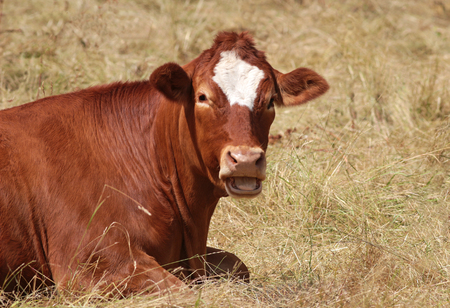 A simmental cow, lying on dry grass, looking into cameraの写真素材