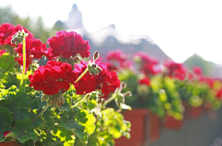 row of flower boxes with red geraniums, city silhouette in background, back litの写真素材