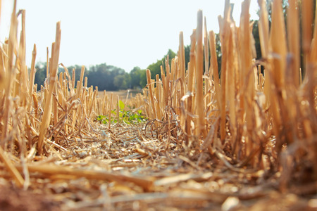 stubble field, seen from the ground, with green trees in the backgroundの写真素材