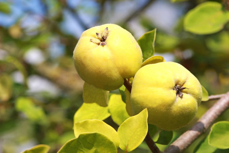 two yellow quinces on a tree in autumn sunlightの写真素材