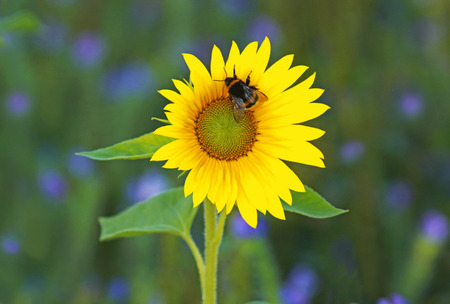 sunflower with bumblebee, blue flowers in the backgroundの写真素材