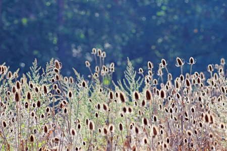 beautiful nature background with wild teasel, back lit, in front of woodlandの写真素材