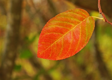 close-up of a red autumn leaf on a branch, natural background