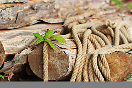 still life, rope lying on a stack of wood, blackberry tendril on topの写真素材