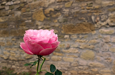 single pink rose in front of a medieval stone wall, beautiful contrast, background with copy spaceの写真素材