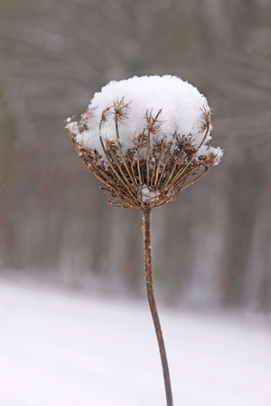winterly nature impression, withered wild carrot filled with snowの写真素材