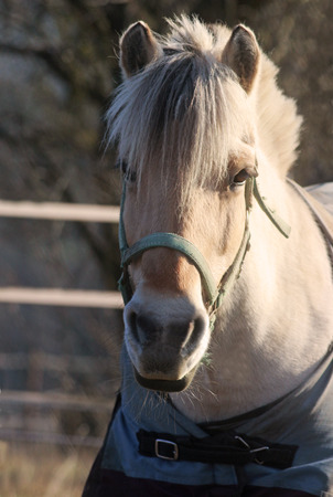 welsh pony on a pasture in sunlight, looking to cameraの写真素材