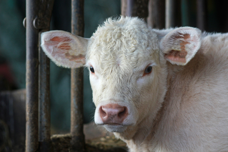 white charolais calf in an open cow shed, portraitの写真素材