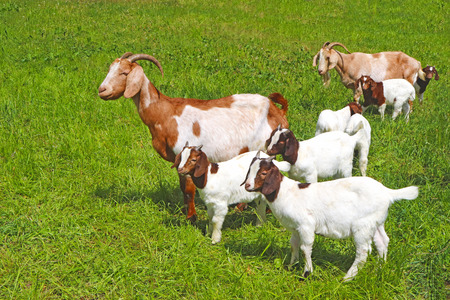 herd of goats with many cute kid goats on a pastureの写真素材