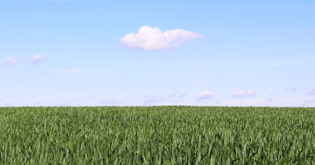 natural background with a green field and blue sky with a white cloud, web banner