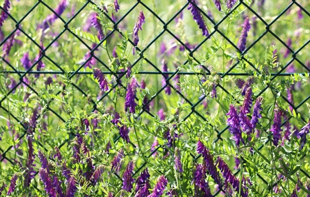 purple cow vetch  trailing on a wire mesh fence, natural backgroundの写真素材