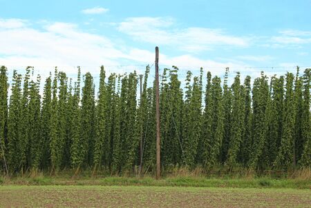 hop field in front of a blue and white skyの写真素材