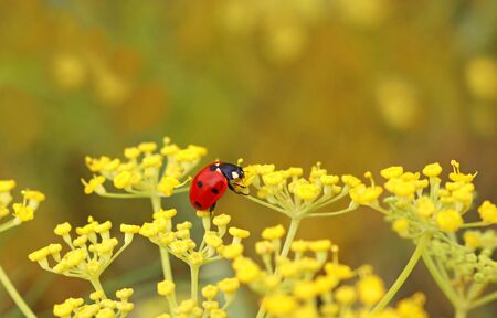 Ladybug eating pollen from a yellow blooming fennel blossom