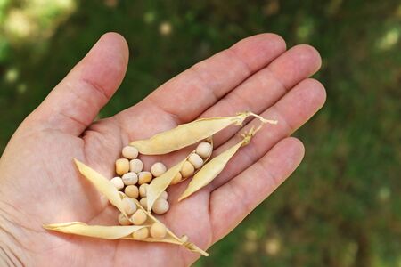 close-up of a hand holding soybeans and pods from a field in front of green backgroundの写真素材