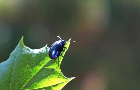close-up of the blue shining leaf beetle Chrysolina coerulans on a green maple leaf in backlightの写真素材