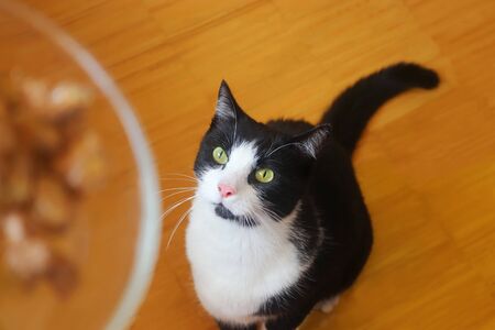 hungry cat sitting on a wooden floor, waiting to get its bowl with foodの写真素材