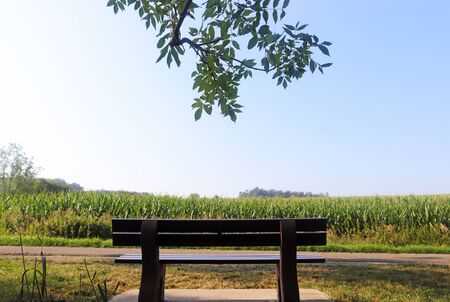 view into a summer landscape with a bench and a corn field