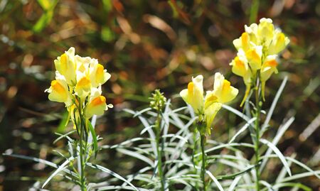 close-up of blooming yellow toadflax plantsの写真素材