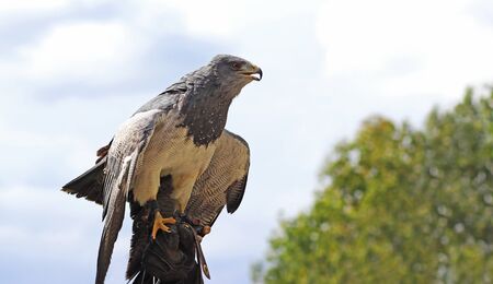Bird of prey Aguja  sitting of a falconer's glove in front of a cloud - skyの写真素材
