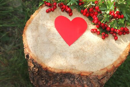 Hawthorne berries - good for your heart. Hawthorne berries and a red paper heart lying on a tree stump in sunlightの写真素材