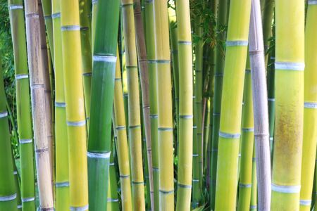 bamboo copse, full frameの写真素材