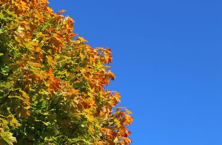 multi colored leaves of a maple tree in autumn, blue sky, background with copy space
