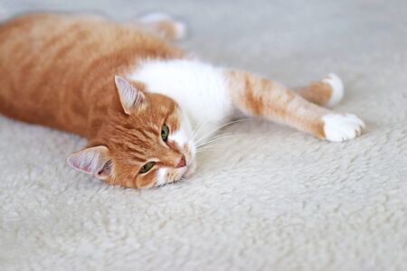 portrait of a cat lying relaxed on a sheepskin and looking at camera