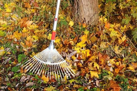 rake leaning on a tree trunk between multi colored autumn leaves, sunny background with copy space
